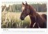 Wilde Mähnen: Ein Jahr mit Pferden... - Bild 7