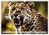 Gefleckte Jäger (Wandkalender 2026 DIN... - Bild 12