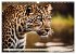 Gefleckte Jäger (Wandkalender 2026 DIN... - Bild 13