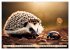 Igel - Wildtier des Jahres 2024... - Bild 4