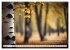 Waldbaden - Shinrin Yoku (Wandkalender... - Bild 12