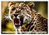 Gefleckte Jäger (Wandkalender 2026 DIN... - Bild 12