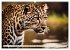 Gefleckte Jäger (Wandkalender 2026 DIN... - Bild 13