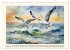 Facetten des Meeres (Wandkalender 2026... - Bild 8