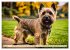 Cairn Terrier - lustiges Raubein aus... - Bild 12