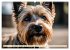 Cairn Terrier - lustiges Raubein aus... - Bild 13