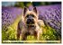 Cairn Terrier - lustiges Raubein aus... - Bild 14
