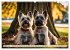 Cairn Terrier - lustiges Raubein aus... - Bild 3