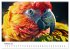 Papageien - Farbenfrohe Paradiesvögel... - Bild 7