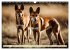 Australiens faszinierende Fauna... - Bild 3