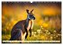 Australiens faszinierende Fauna... - Bild 4