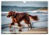 Irish Setter - Anmut pur (Wandkalender... - Bild 11