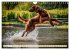 Irish Setter - Anmut pur (Wandkalender... - Bild 12