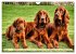Irish Setter - Anmut pur (Wandkalender... - Bild 13