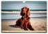 Irish Setter - Anmut pur (Wandkalender... - Bild 14