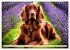 Irish Setter - Anmut pur (Wandkalender... - Bild 15
