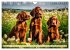 Irish Setter - Anmut pur (Wandkalender... - Bild 3