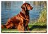 Irish Setter - Anmut pur (Wandkalender... - Bild 4