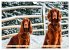Irish Setter - Anmut pur (Wandkalender... - Bild 5