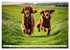 Irish Setter - Anmut pur (Wandkalender... - Bild 7