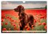 Irish Setter - Anmut pur (Wandkalender... - Bild 8