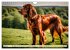 Irish Setter - Anmut pur (Wandkalender... - Bild 10