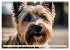 Cairn Terrier - lustiges Raubein aus... - Bild 13