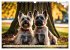 Cairn Terrier - lustiges Raubein aus... - Bild 3