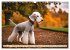 Bedlington Terrier - Hunde im... - Bild 3