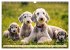 Bedlington Terrier - Hunde im... - Bild 4