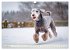 Bedlington Terrier - Hunde im... - Bild 5