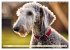 Bedlington Terrier - Hunde im... - Bild 9