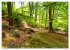 Das Felsenmeer - Natur pur im Odenwald... - Bild 7