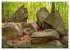 Das Felsenmeer - Natur pur im Odenwald... - Bild 10