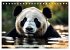 Großer Pandabär (Tischkalender 2026... - Bild 13