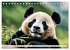 Großer Pandabär (Tischkalender 2026... - Bild 4