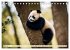 Großer Pandabär (Tischkalender 2026... - Bild 9