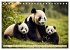 Großer Pandabär (Tischkalender 2026... - Bild 10