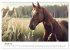 Wilde Mähnen: Ein Jahr mit Pferden... - Bild 7