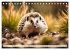 Igel - Wildtier des Jahres 2024... - Bild 12