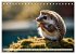 Igel - Wildtier des Jahres 2024... - Bild 7