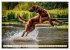 Irish Setter - Anmut pur (Wandkalender... - Bild 12