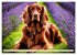 Irish Setter - Anmut pur (Wandkalender... - Bild 15