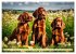 Irish Setter - Anmut pur (Wandkalender... - Bild 3