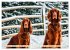 Irish Setter - Anmut pur (Wandkalender... - Bild 5