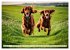 Irish Setter - Anmut pur (Wandkalender... - Bild 7