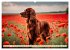 Irish Setter - Anmut pur (Wandkalender... - Bild 8