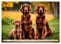 Irish Setter - Anmut pur (Wandkalender... - Bild 9
