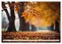 Waldbaden - Shinrin Yoku (hochwertiger... - Bild 2