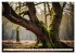 Waldbaden - Shinrin Yoku (hochwertiger... - Bild 13